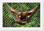 Orangutan_K (4) * Das Jüngste der Sippe kam am 22. Februar 2005 zur Welt, hält ihre Familie in Schach und erfreut Pfleger und Besucher. * 762 x 507 * (407KB)